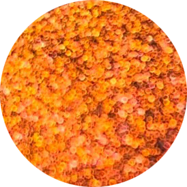 ধৌত লাফফা